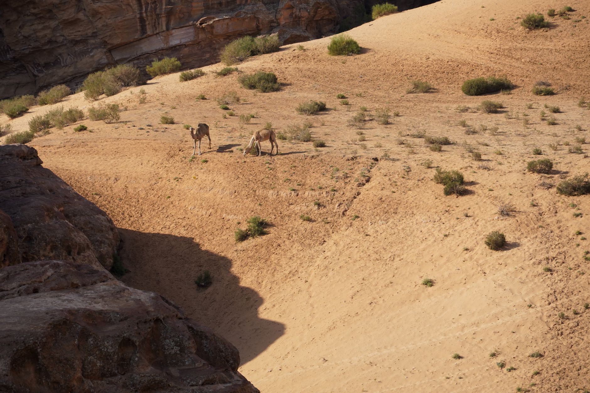 Voyage Jordanie 2026 : guide pratique pour Marocains – budget, formalités