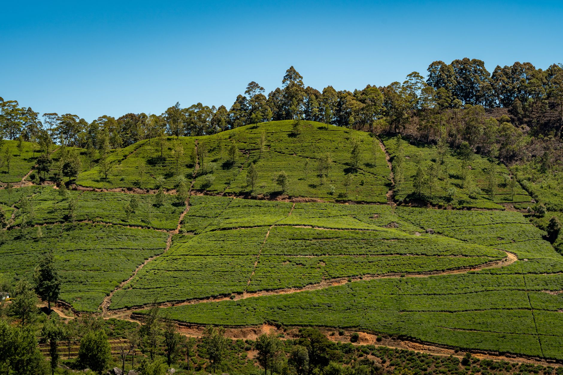Voyage Sri Lanka 2026 : guide pratique pour Marocains | Budget, formalités